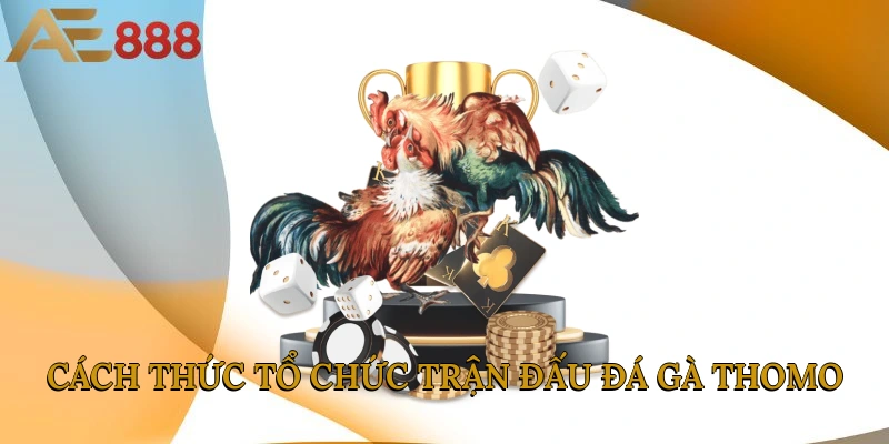 Cách thức tổ chức trận đấu đá gà Thomo