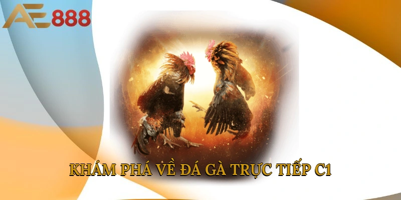 Khám phá về đá gà trực tiếp C1