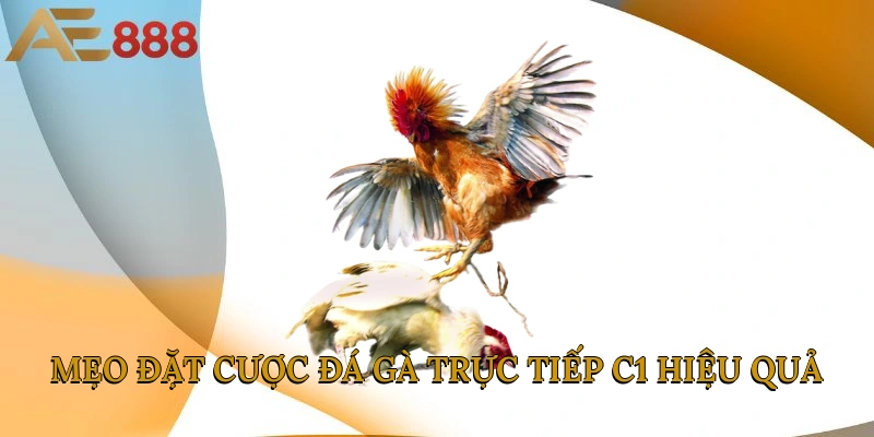 Mẹo đặt cược Đá gà trực tiếp C1 hiệu quả