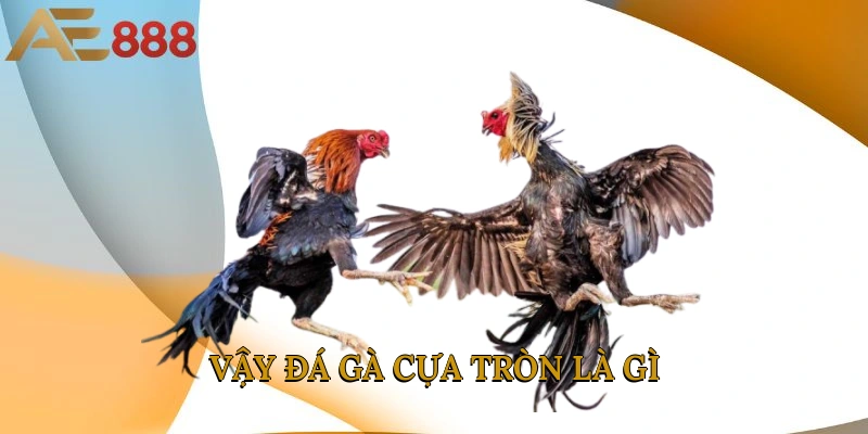 Vậy đá gà cựa tròn là gì?